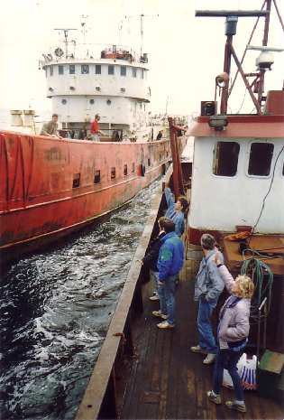 Tender leaves Ross Revenge