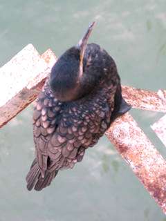 Cormorant