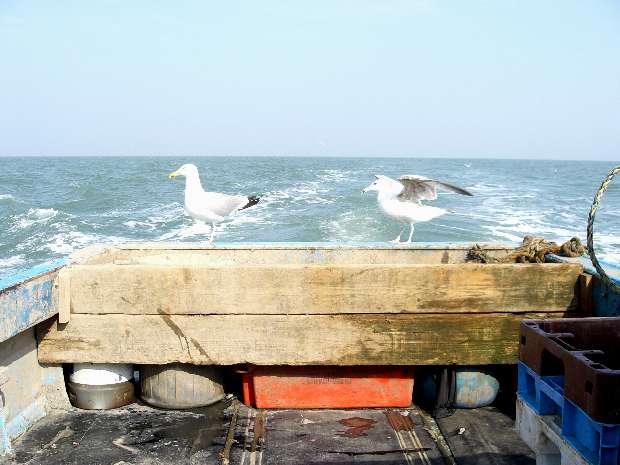 Always a seagull or two